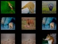 Jeu Mémoire Animale en ligne