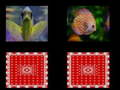 Jeu mémoire des poissons en ligne