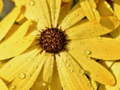Jeu Puzzle Pétales de Fleurs Gouttes de Pluie en ligne