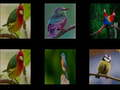 Jeu Mémorisez les oiseaux en ligne