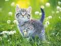 Jeu Casse-tête de chatons en ligne