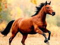 Jeu Glissade de cheval en ligne