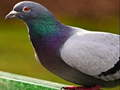 Jeu Puzzle de Pigeon en ligne