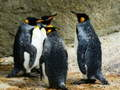 Jeu Puzzle Roi Pingouin en ligne