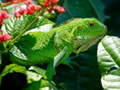 Jeu Iguane Sauvage en ligne