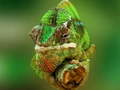 Jeu Puzzle Caméléon en ligne