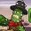 Cactus McCoy Cactus McCoy en ligne