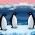 Pingouins Pingouins en ligne