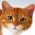 Trouver le chat Trouver le chat en ligne