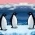 Pingouins  en ligne