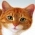 Trouver le chat  en ligne